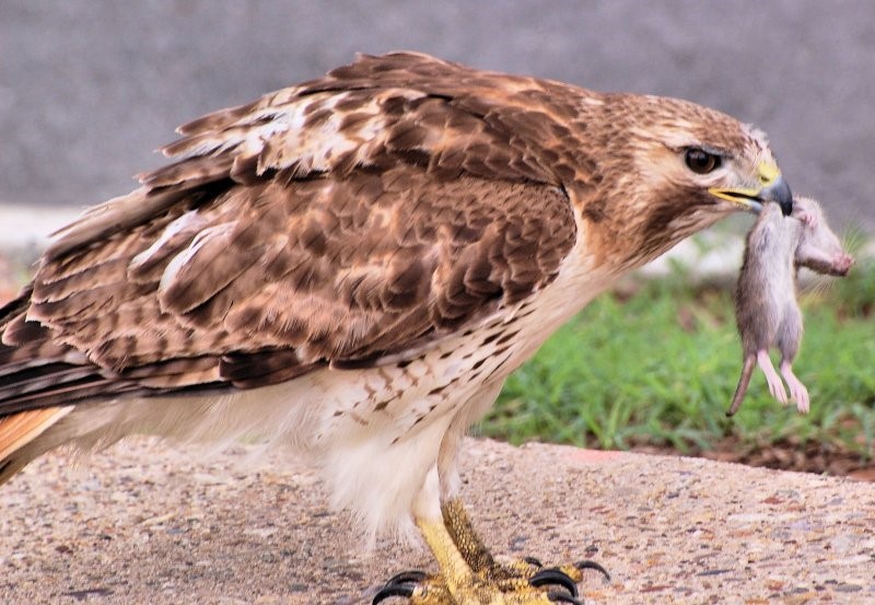 CUBAN BIRDS - Falconiformes - Falcons, Hawks, Eagles, Ospreys